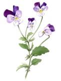 Wild pansy